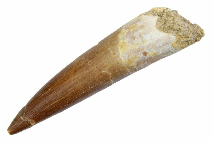 Fossil Plesiosaur (Zarafasaura) Tooth - Morocco #370240